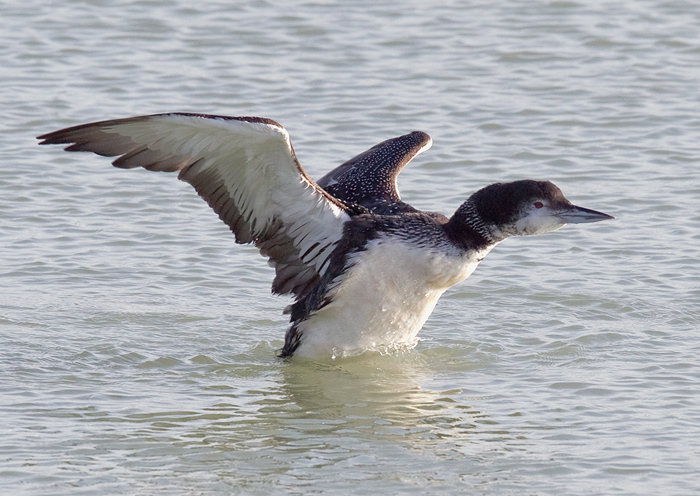 Great Northern Diver