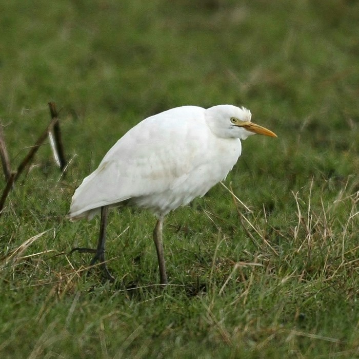 Cattle Egret