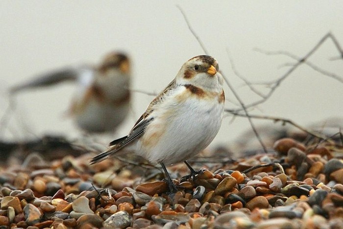 Snow Bunting