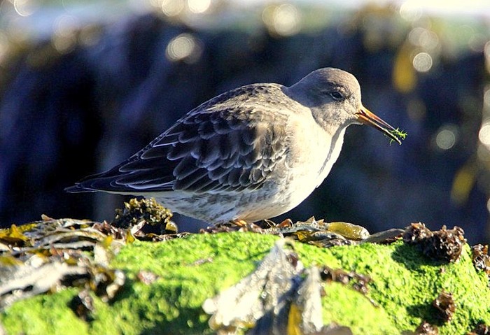 Purple Sandpiper