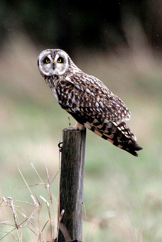 Short-eared Owl
