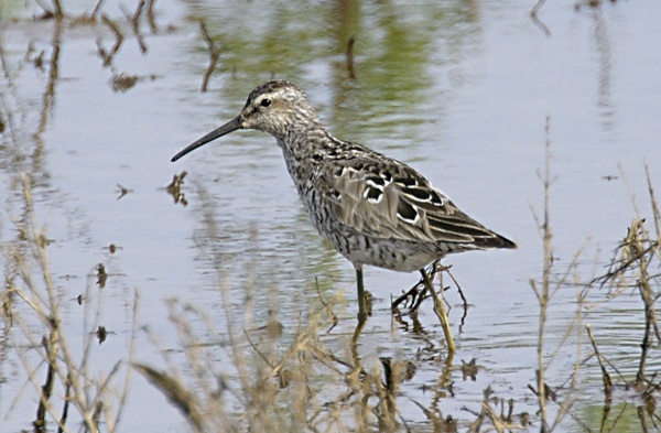 Stilt Sandpiper
