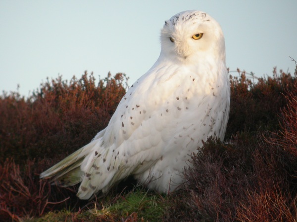 Snowy Owl