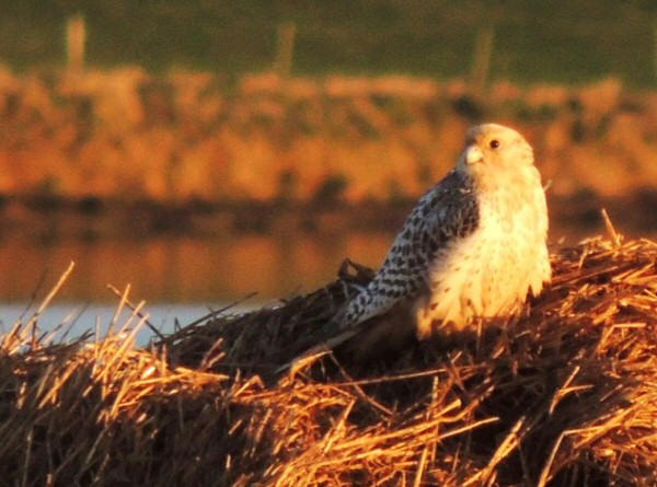 Gyr