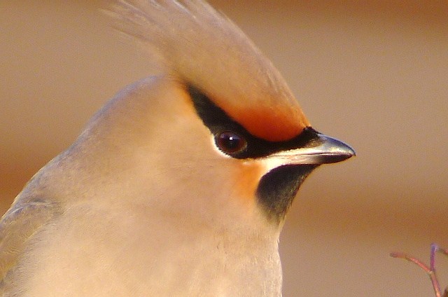 Waxwing