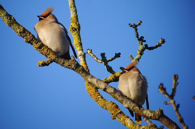Waxwing