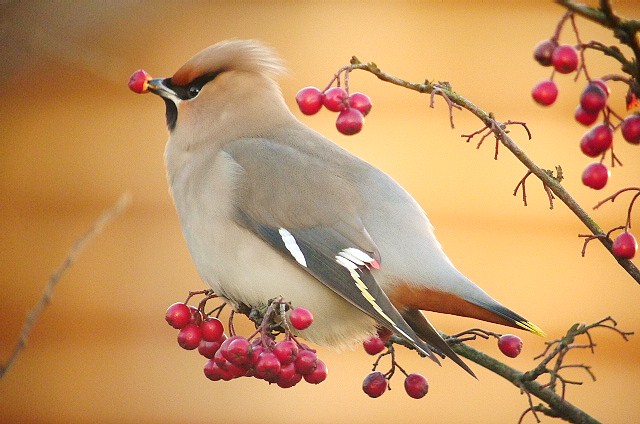 Waxwing