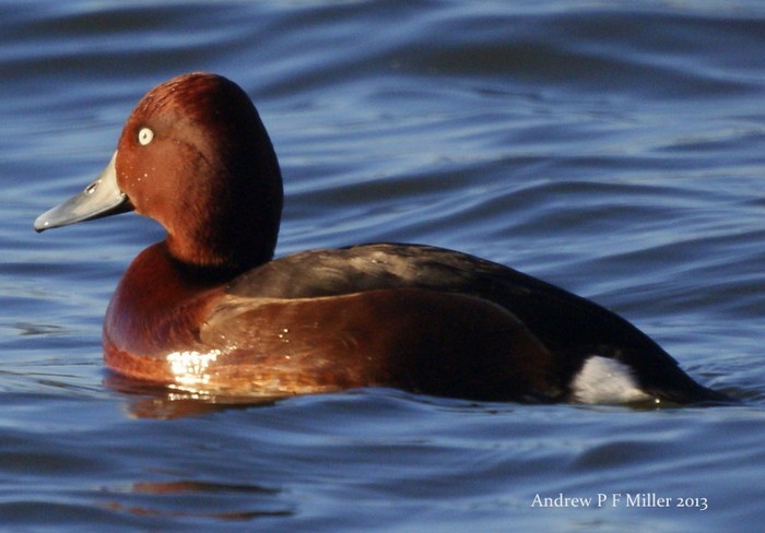 Ferruginous Duck
