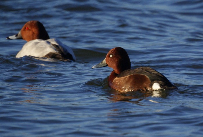 Ferruginous Duck