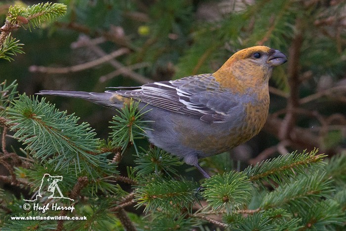 Pine Grosbeak