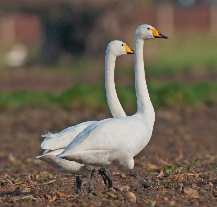 Whooper Swan