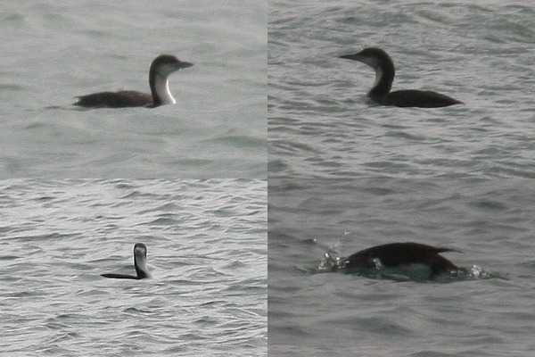 Pacific Diver
