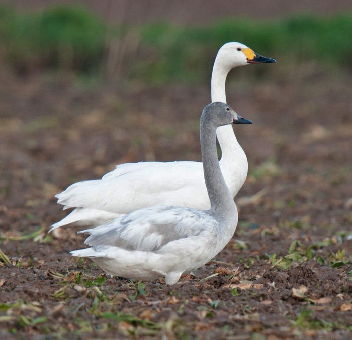 Bewick's Swan