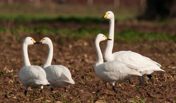 Bewick's Swan