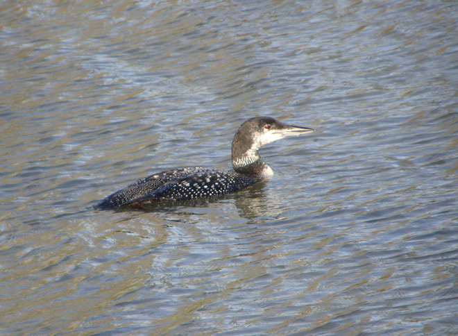 Great Northern Diver