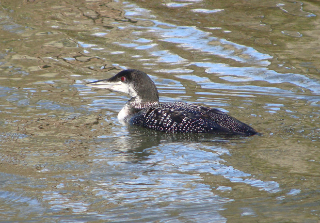 Great Northern Diver