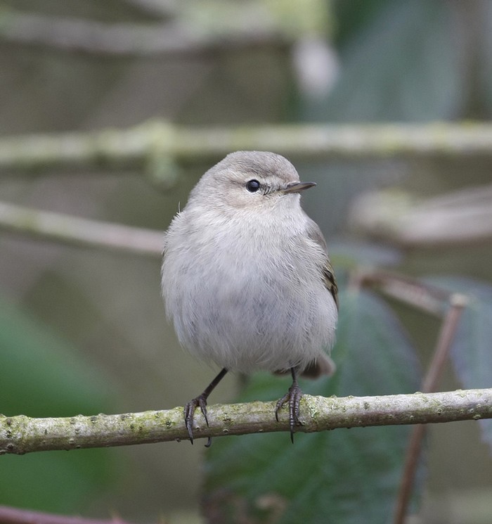 Siberian Chiffchaff