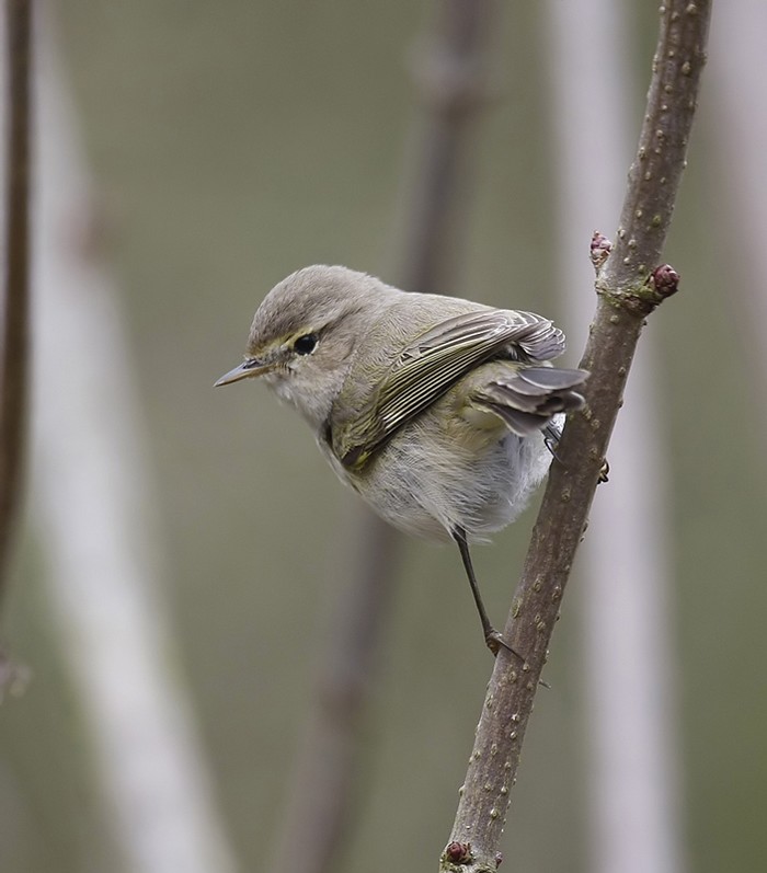 Siberian Chiffchaff