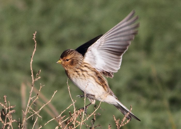 Twite