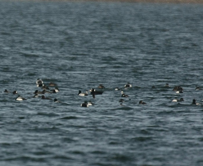 Surf Scoter