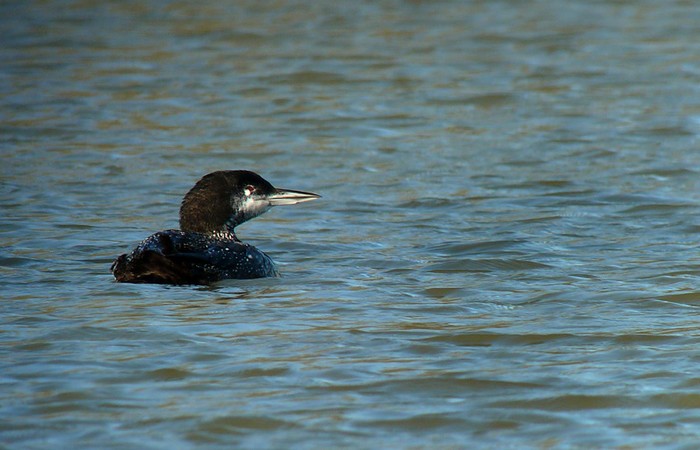 Great Northern Diver