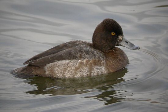 Lesser Scaup