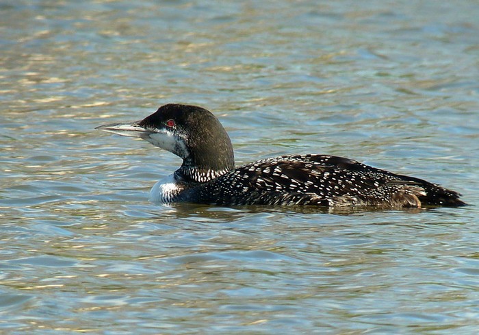 Great Northern Diver