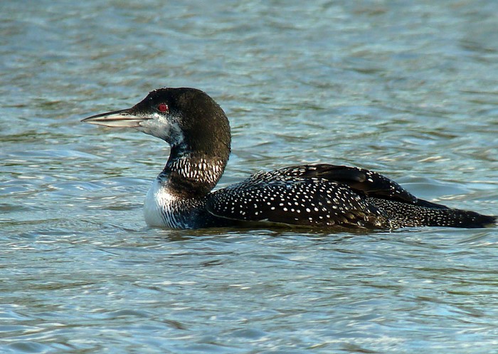 Great Northern Diver