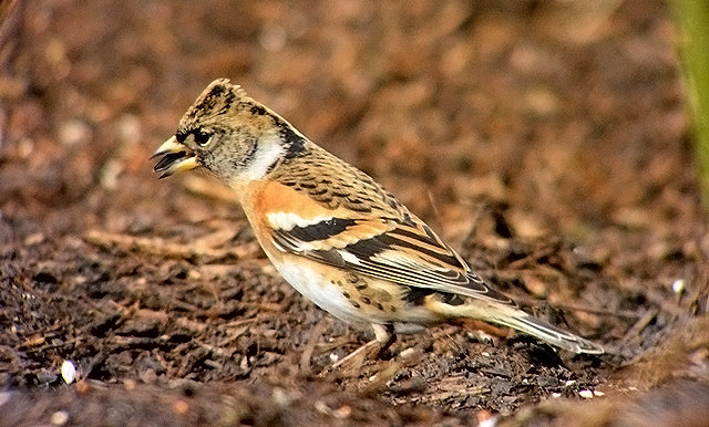 Brambling