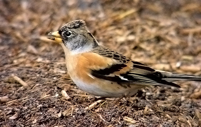 Brambling