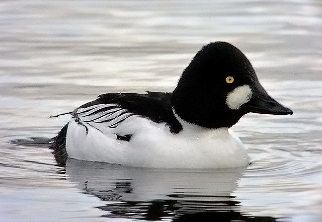 Goldeneye