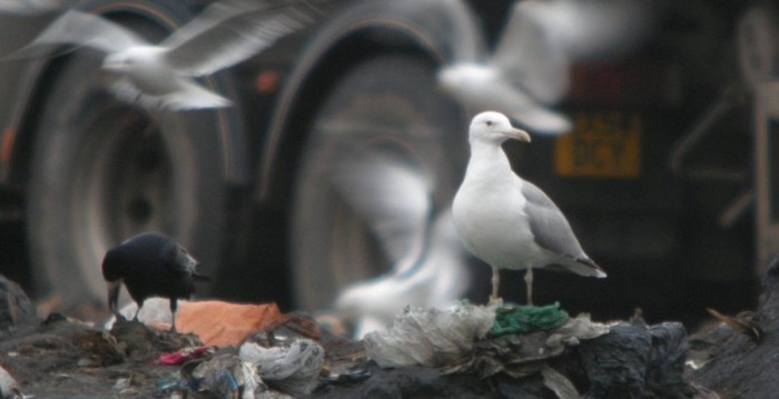 Caspian Gull