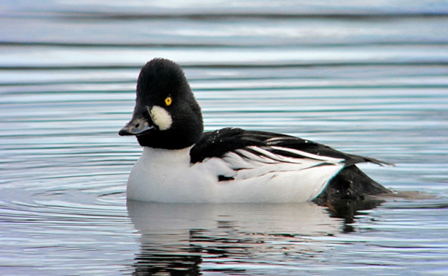 Goldeneye