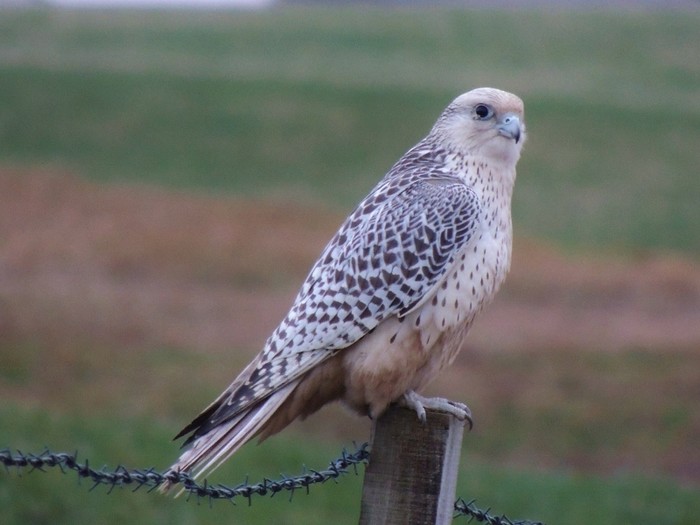 Gyr