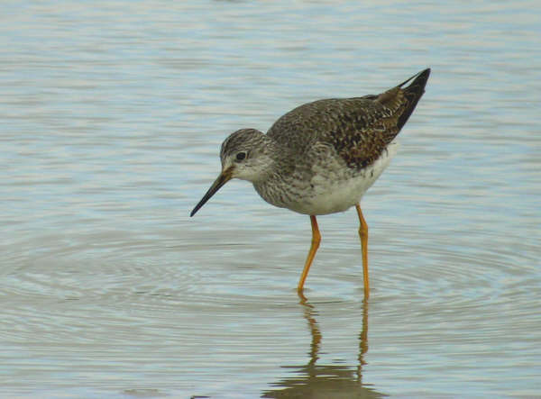 Lesser Yellowlegs