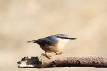 Nuthatch