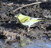 Siskin
