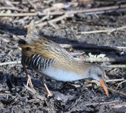 Water Rail