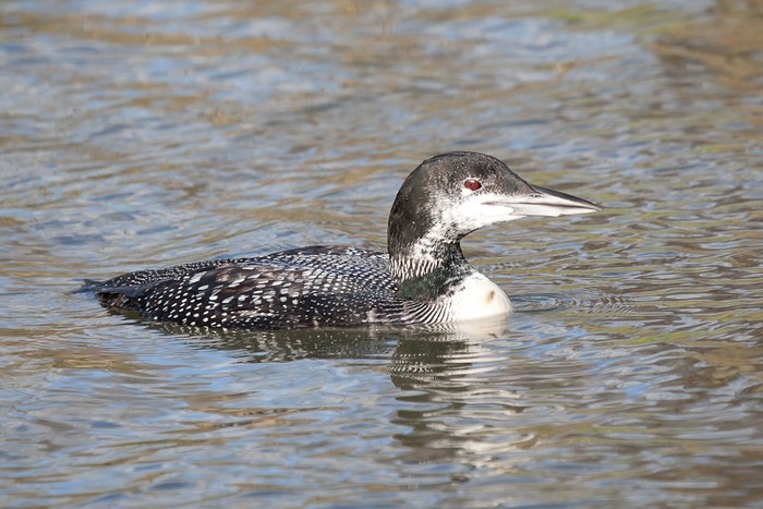 Great Northern Diver