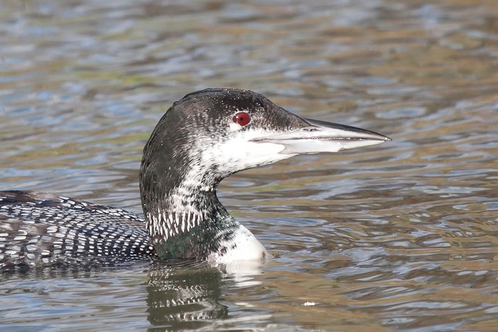 Great Northern Diver