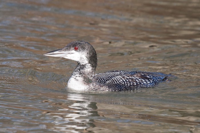 Great Northern Diver