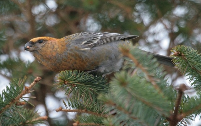 Pine Grosbeak