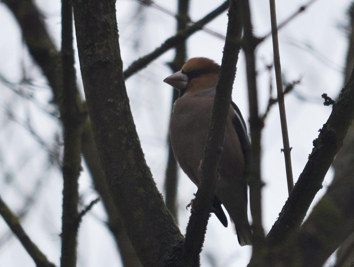 Hawfinch