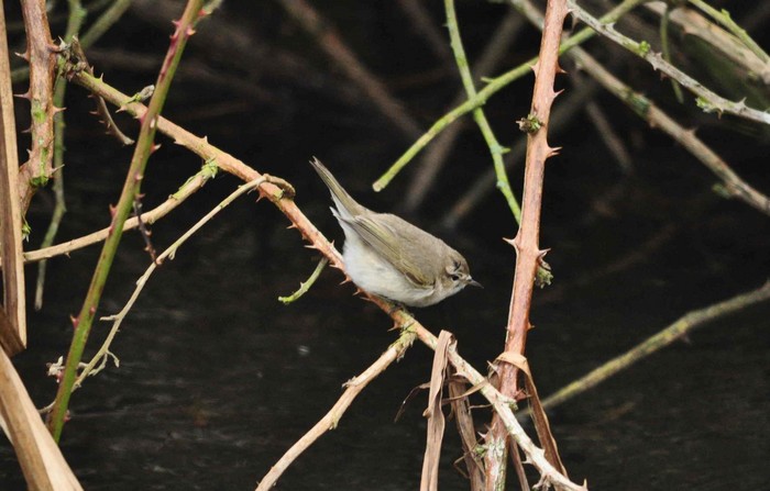 Siberian Chiffchaff