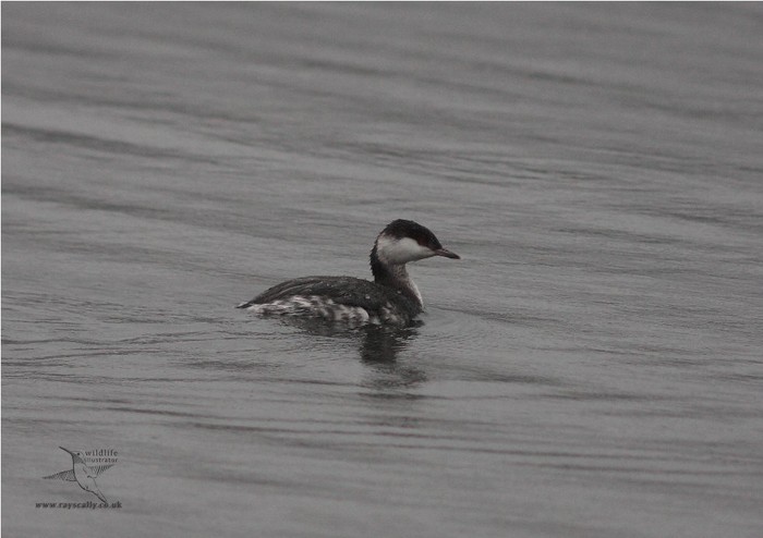 Slavonian Grebe