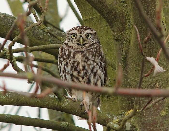 Little Owl
