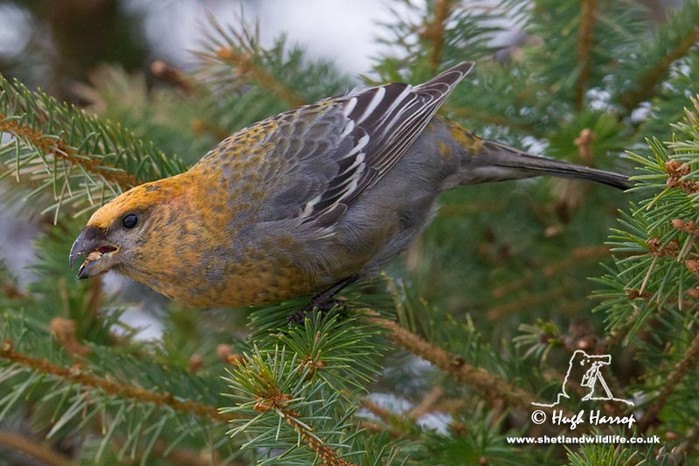 Pine Grosbeak
