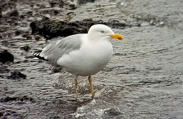 Yellow-legged Gull