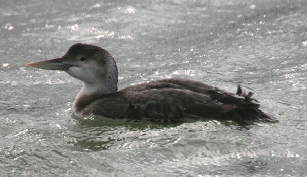 White-billed Diver