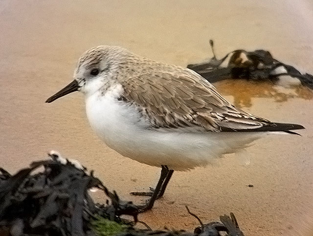 Sanderling